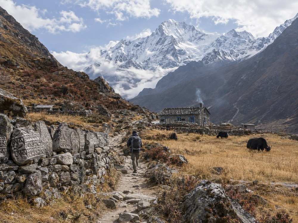 The Langtang valley trail beside yak pastures below Langtang Lirung